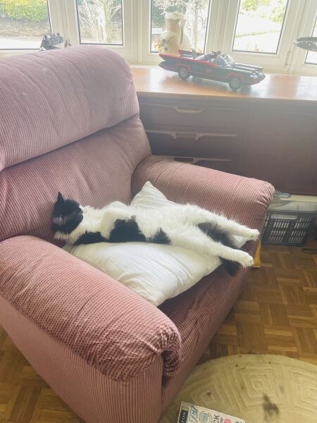 Is this a known cat pose or is mine just a (beautiful) weirdo?