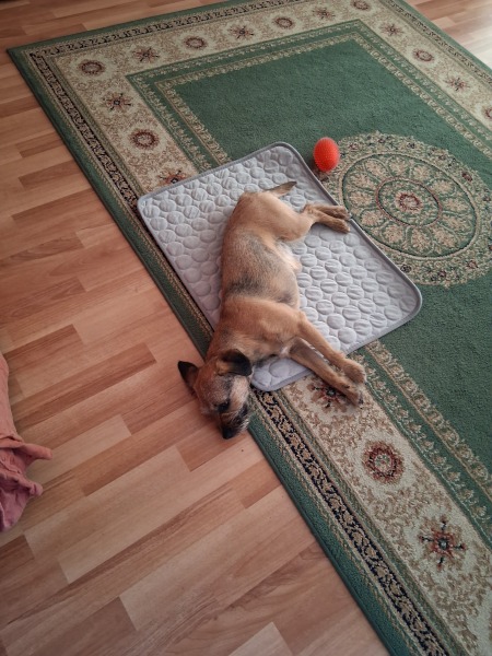 Idiot dog - hot dog