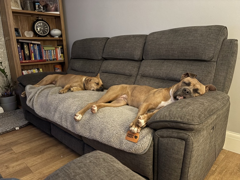 Keeping dogs clean