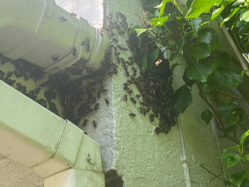 £1000 paid to remove bees from roof 2 weeks ago. We now have bees again.