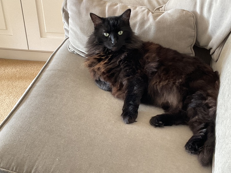 OMG my visitor cat was actually a stray cat and is going to become officially mine - I have questions!  And he needs a name