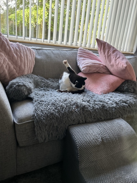 This is a picture of my cat. Where is a picture of your cat?