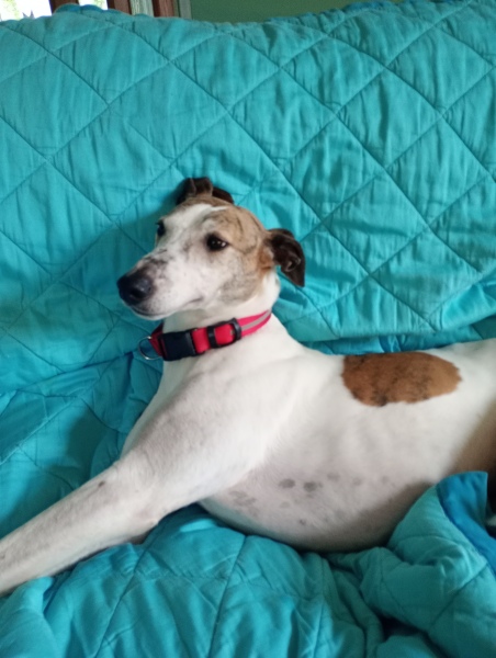 Are we too old to rescue an 8-year-old lurcher?