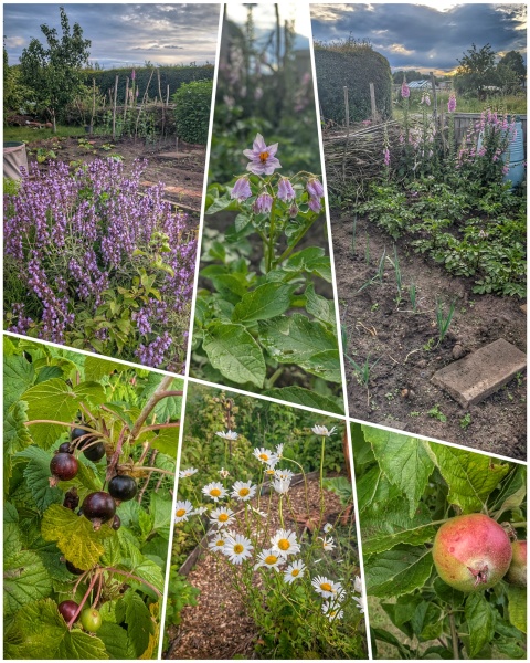 2026 Allotmenteers - have we lost the plot?!