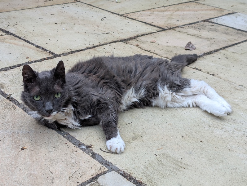 This is a picture of my cat. Where is a picture of your cat?