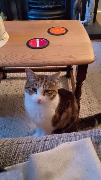This is a picture of my cat. Where is a picture of your cat?
