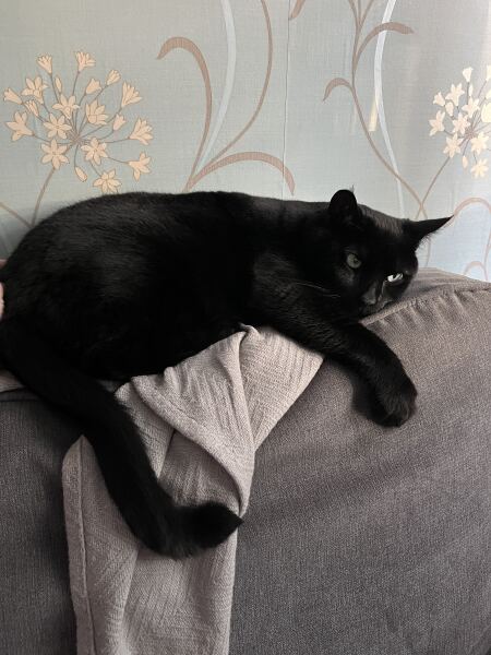 Molten cats