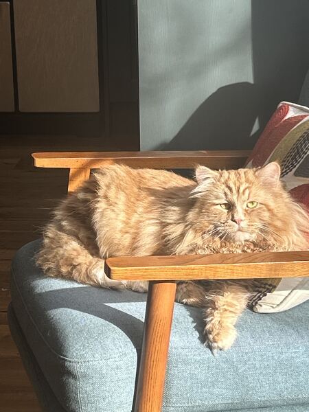 This is a picture of my cat. Where is a picture of your cat?
