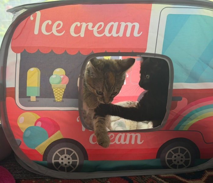 This is a picture of my cat. Where is a picture of your cat?