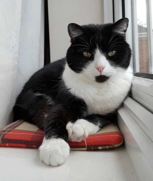 This is a picture of my cat. Where is a picture of your cat?