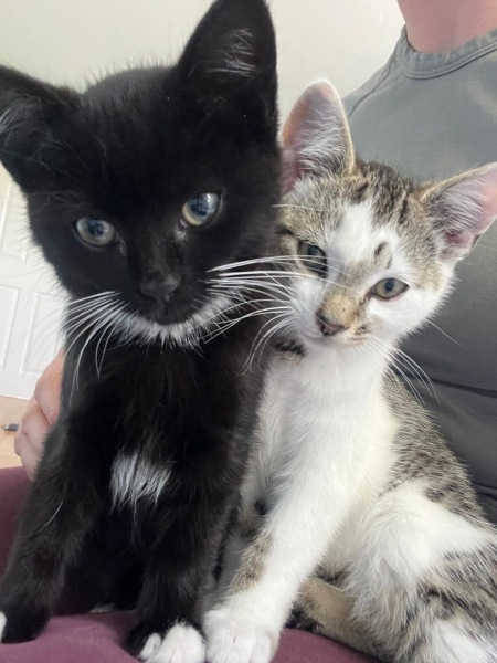 A week of kitten drama