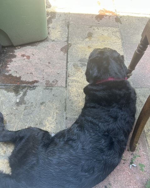 Heatwave! How are your doggos?