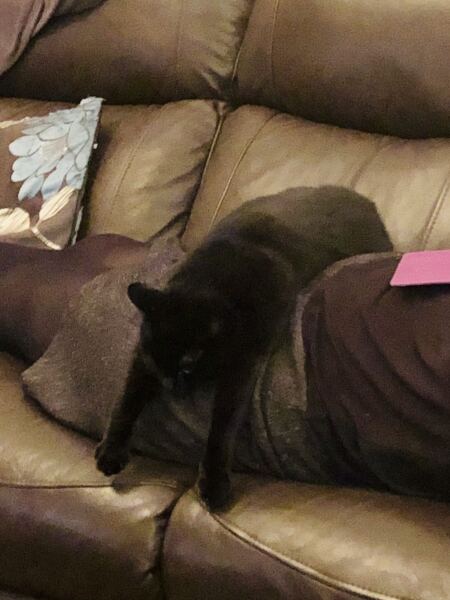 Is this a known cat pose or is mine just a (beautiful) weirdo?