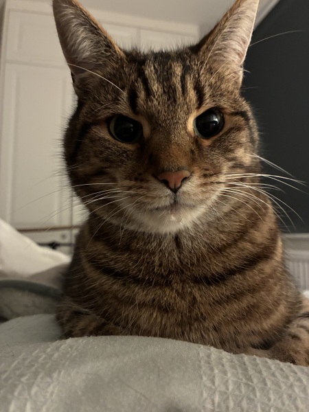 My lovely boy has died