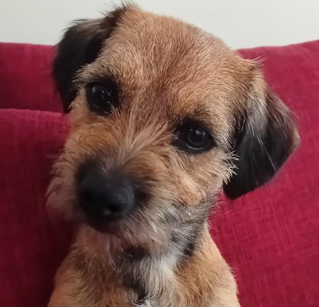 Cockapoo or Cavapoo