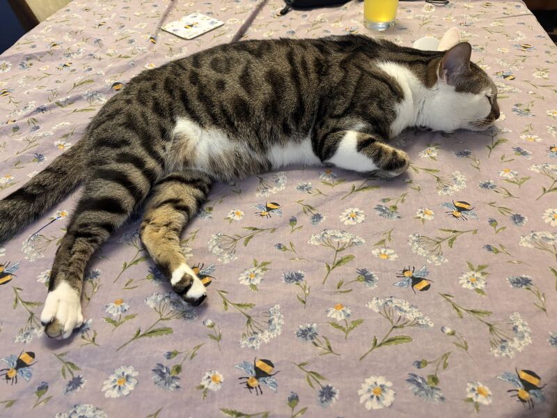 My cat is melting and running down the arm of the sofa.