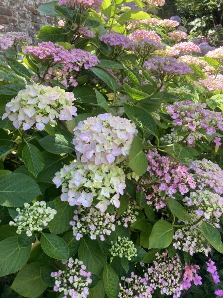 Hydrangea flowers with two types of petals