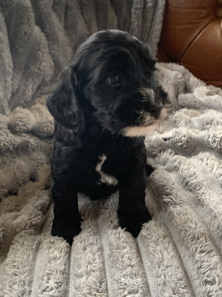 Choosing puppy insurance with lifetime cover and no co-payment