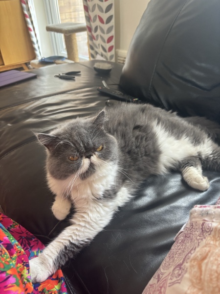 Pampered, Persian, Princess Penelope