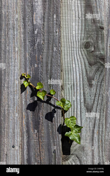 AIBU to object to a neighbour growing ivy on our fence?