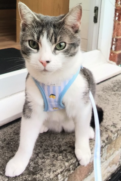 This is a picture of my cat. Where is a picture of your cat?