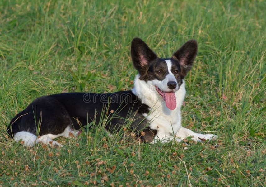 Entitled behaviour of some dog owners