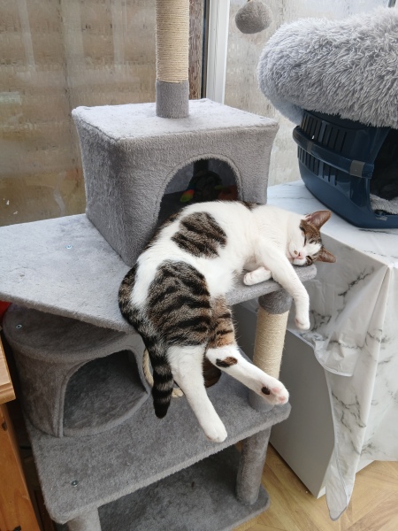 This is a picture of my cat. Where is a picture of your cat?
