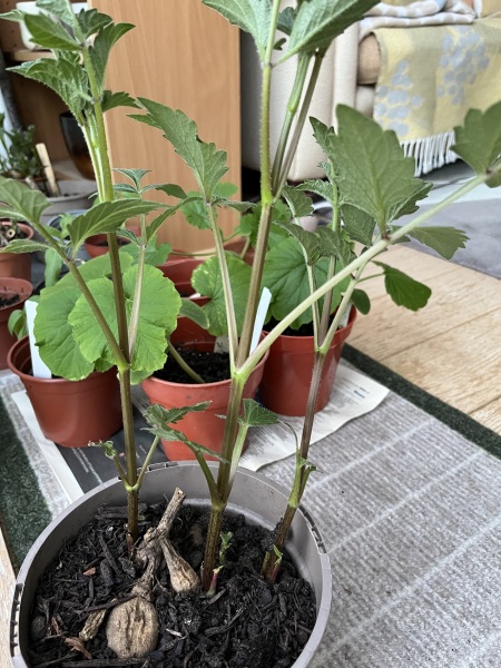 Can I divide this dahlia?