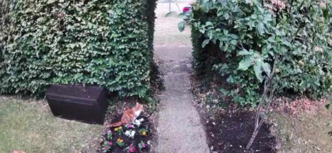 I hate cats!!!!