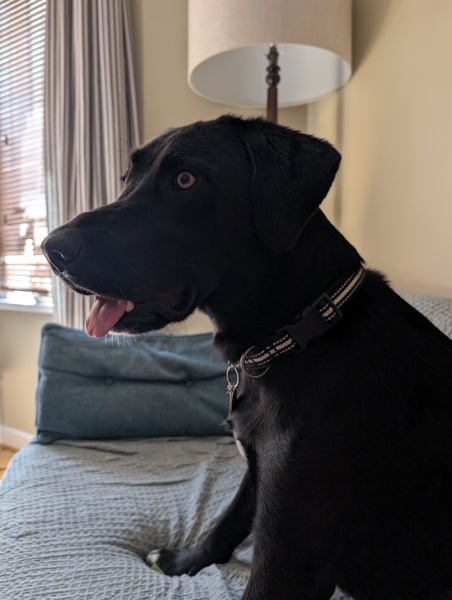 Heatwave! How are your doggos?