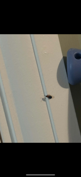 Can anyone identify this bug my sister keeps finding around the house