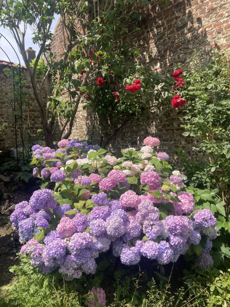Hydrangea flowers with two types of petals