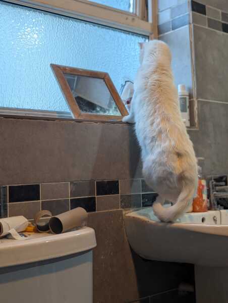 Get A Compass! The Excellent Cats embrace a new rallying cry