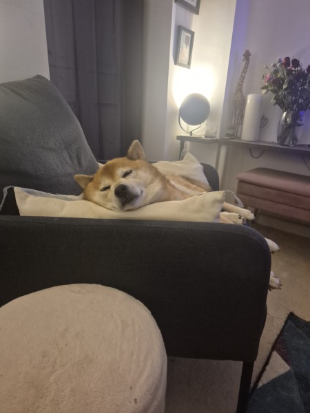 What is your dogs unusual skill?