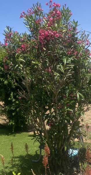 Dh cutting flowers off tree