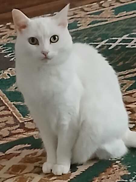 This is a picture of my cat. Where is a picture of your cat?