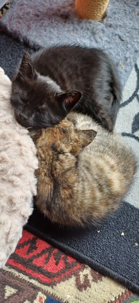 Adopting two kittens next week & I'm Panicking!