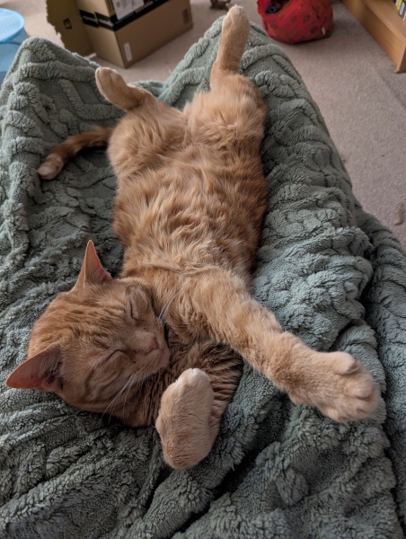 This is a picture of my cat. Where is a picture of your cat?