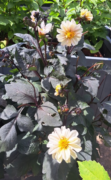 First time growing dahlias in pots, is it too early for flowers?