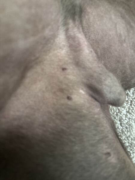 Are these ticks?
