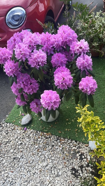 What has happened to my rhododendron?
