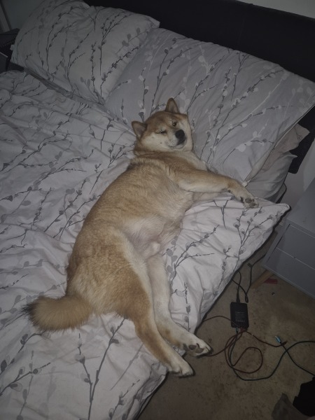 What is your dogs unusual skill?