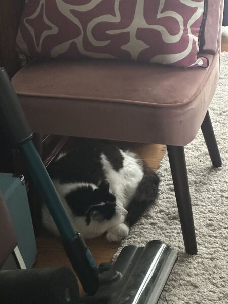 My cat is melting and running down the arm of the sofa.