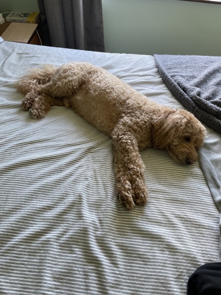 Cockapoo or Cavapoo