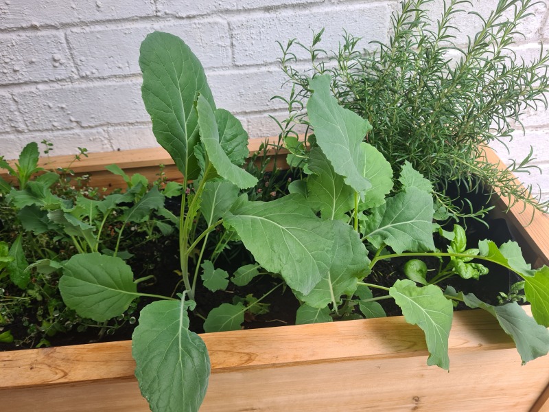 What am I growing?! Pics included!