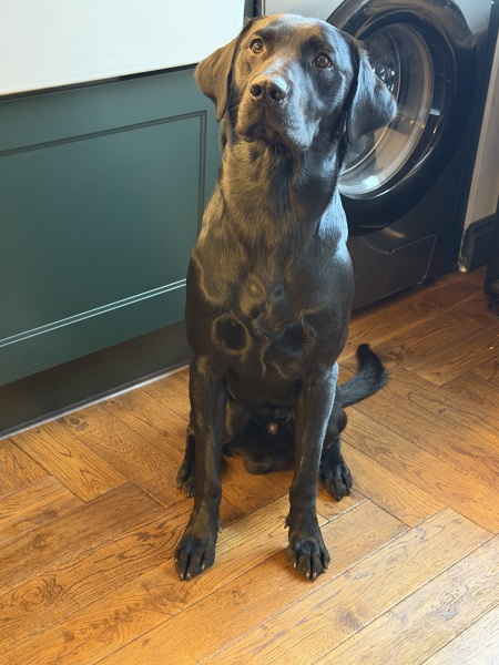 Heatwave! How are your doggos?