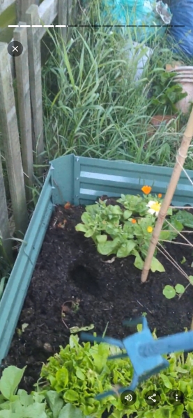 What have you done in the garden today? Part 9