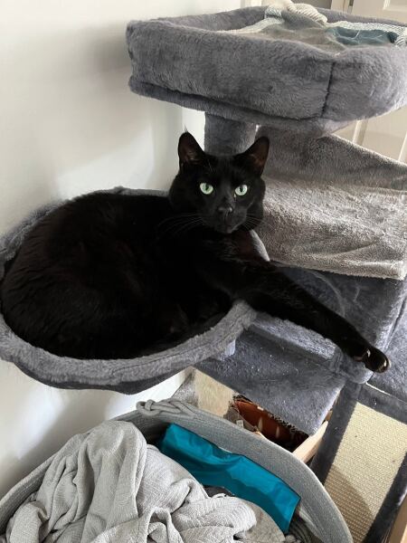 Recommendations for a sturdy cat tree for a Maine Coon kitten