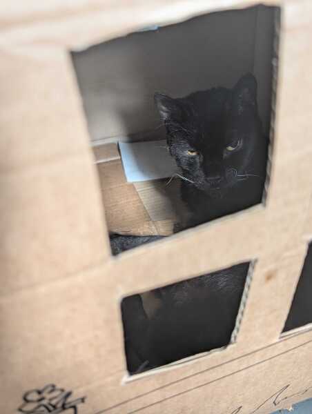 Get A Compass! The Excellent Cats embrace a new rallying cry