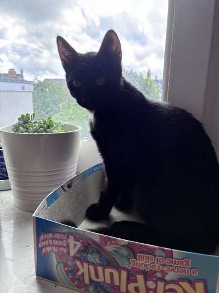Cat introductions